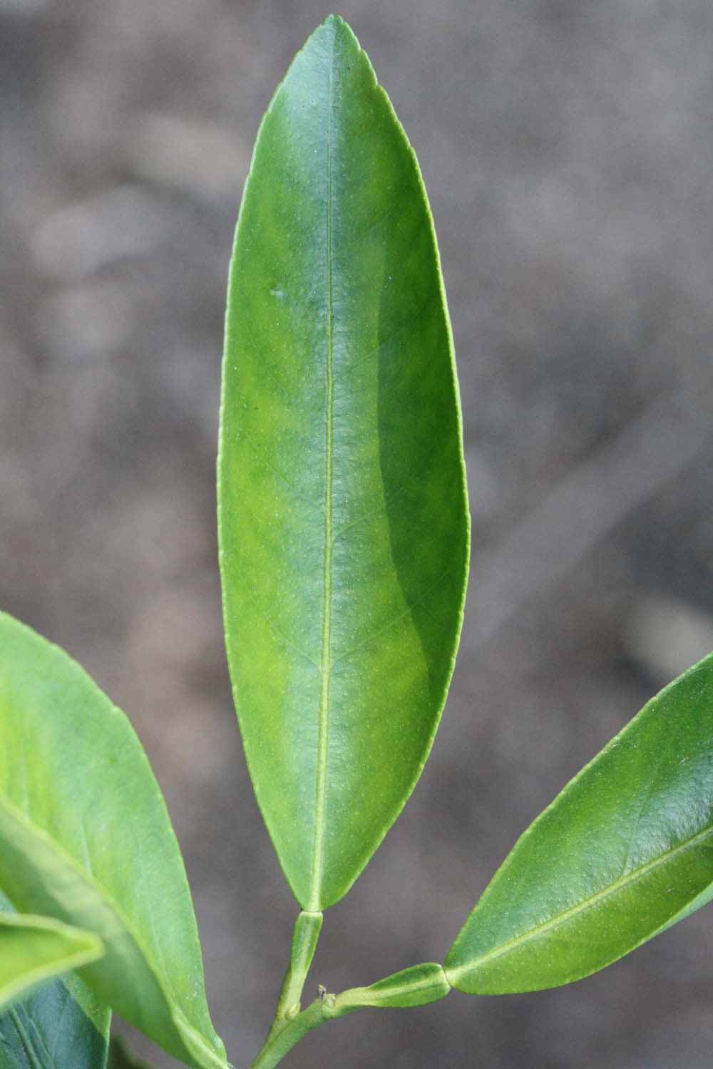              Unifoliolate leaf (Riverside, CA)       